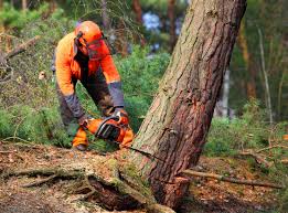 Best Fruit Tree Pruning  in Stanwood, WA