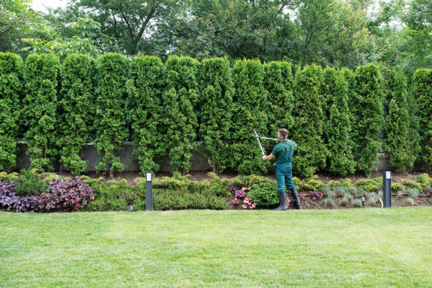 Best Lawn Renovation and Restoration  in Stanwood, WA