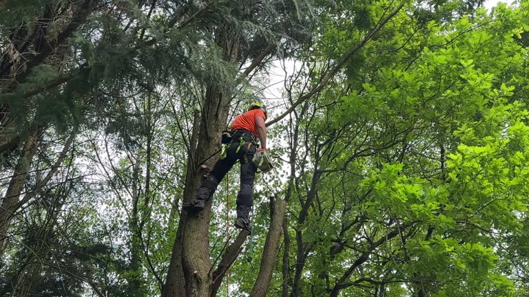 Best Commercial Tree Services  in Stanwood, WA